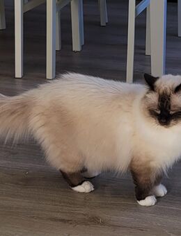 Heilige-Birma-Deckkater - Heubach