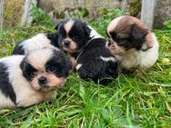 Shih tzu rüden - Haundorf