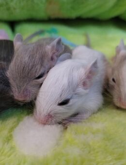 Niedliche Degu Kids,viele tolle Farben:Lilac-,Creme-Schecke,Schoko,Sand,Agouti suchen demnächst Dich! - Hille
