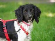 Chica sucht ihr Zuhause - Duisburg
