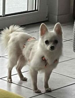 Maeve sucht ein liebevolles Zuhause - Schafflund