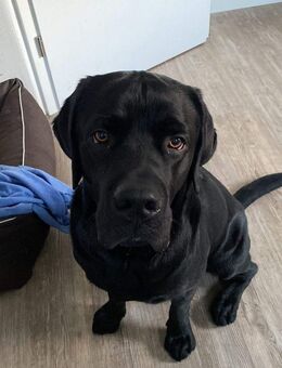 IN IHREM NEUEN FAMILIENZUHAUSE MIT GARTEN HABEN SIE ENDLICH PLATZ FÜR EINEN HUND!- TEL. 01714863595 - Hohenstein-Ernstthal