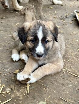 Lilly will nicht im Tierheim großwerden - Großefehn