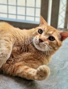 Liebenswerter, älterer Kater Taylor - Karlsruhe