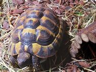 Landschildkröten zu verkaufen - Lünen