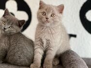 BKH kitten Grau, lila - Düren