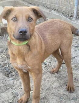 CORVIN, aufgeweckt, verschmust,neugierig - Alfeld