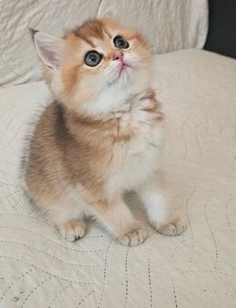BKH GOLDENE REINRASSIGE KATZEN - Hamburg Harburg