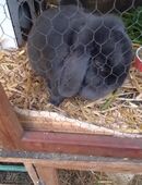 Kräftige blaue Widder zu verkaufen in 12437