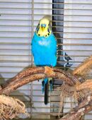 Wellensittich Pärchen sucht neue Körnergeber in 57610