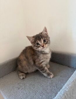 Katzen Baby - Grevenbroich