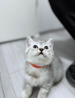 BKH Kitten ab sofort abzugeben - Wuppertal