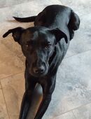 Labrador Hündin in 99830