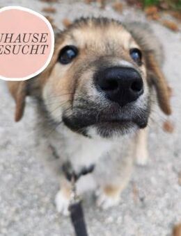 Welpe VUKI sucht seine Familie❤️ - Saarbrücken