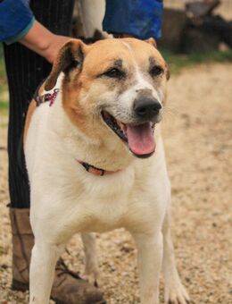 Bamba VA - wunderschöne Hündin - Neustadt (Rübenberge)