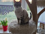 Suche ein neues Zuhause für meinen Kater - Gerolstein