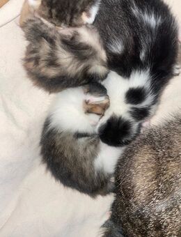 Kitten - Reischach
