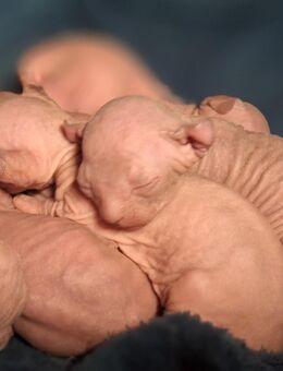 Canadian Sphynx 4 kerle 1 Mädel teils elf - Elmshorn