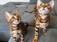 Bengal Kater - mit Champion Abstammung - vom Züchter - Köln