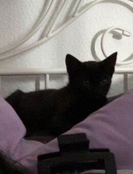 katzen kitten 14 Wochen jung - Bottrop