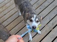AKANI - liebevolles Zuhause gesucht - Bottrop