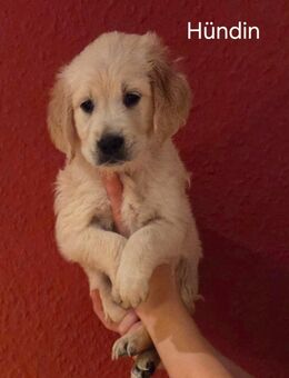 Abgabebereit! Goldene Retrieverwelpen - Much
