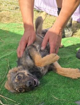 Nuri - jung und aufgeweckt - Westerholt