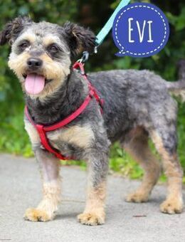 Evi ein kleiner, freundlicher Bub - Flörsheim-Dalsheim