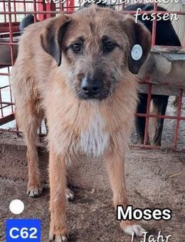 Moses - ein wenig plüschig :-) - Willich