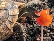 Landschildkröten, Nachzuchten (2021 und 2023), maurisch, suchen ein neues Zuhause - Freystadt
