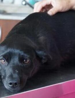 Meggie ❤️ Schutzgebühr 500 Euro - Burgsinn
