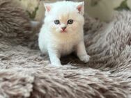 Bkh kitten Britisch Kurzhaar - Göttingen