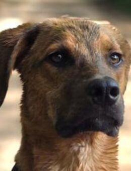 LASKO🩵wartet in 25474 Bönningstedt! - Hamburg