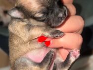 Chihuahua Welpen - Düsseldorf