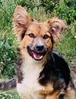 TOPO - sucht erfahrene Menschen mit Herz - Sulzbach-Laufen