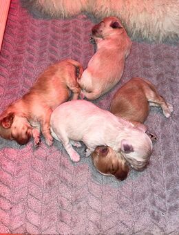 Maltipoo Babys 🥰 - Römerberg