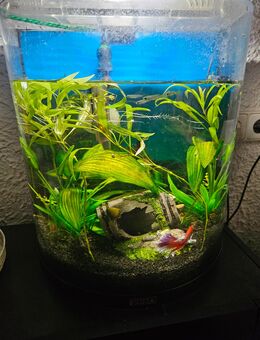 60 liter aquarium - Erftstadt