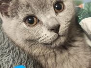 BKH kitten in blau farbe - Schwäbisch Gmünd Zentrum