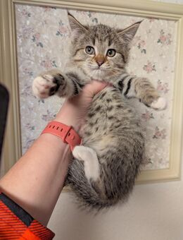 Süße Maine coon Mix katzen - Kyritz
