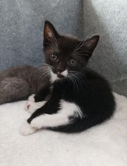 ** Kitten zu verkaufen ** - Ruppichteroth