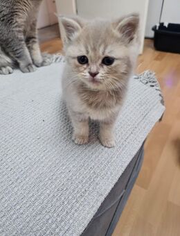 BKH KITTEN Weibchen - Schwalmtal (Nordrhein-Westfalen)