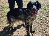 Winston sucht eine Familie - Voerde (Niederrhein) Zentrum