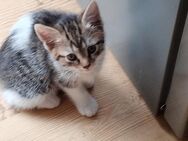 Hauskatzen kitten - Windeck