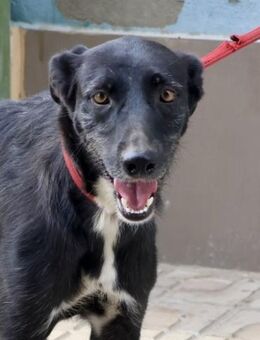 Miriam, klug, lernwillig, freundlich - Westerholt