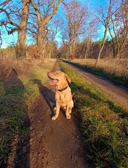 Herzlicher Golden Retriever Labrador Junge - Arzberg (Sachsen)