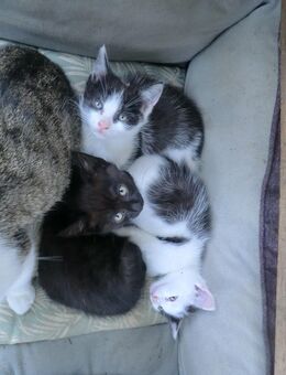 3 Katzenbabys abzugeben - Schwäbisch Gmünd