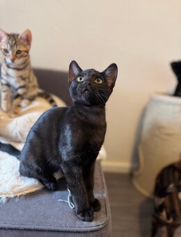 Bengal Kitten schwarz suchen ein Zuhause - Bad Breisig Zentrum