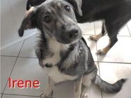 IRENE ❤ sucht: Zuhause oder Pflegestell - Langenhagen