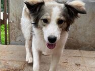 ❤️WundervollHundejunge Baxter❤️ - Eislingen (Fils)