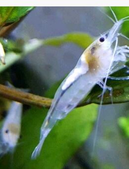White Pearl Garnele - Weißperlengarnele - Neocaridina palmata "White" - Odelzhausen